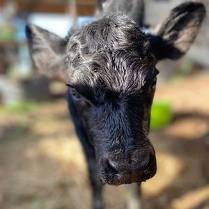 Meet your Posher, Sierra